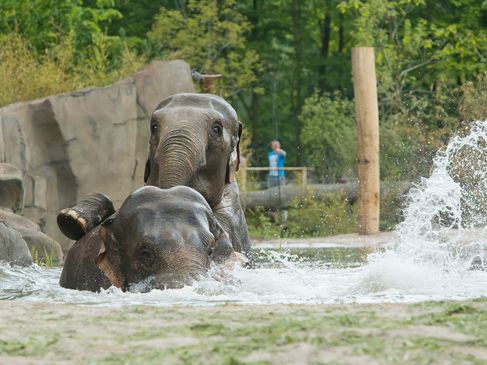 Waterpret bij de olifanten in Allwetterzoo Münster